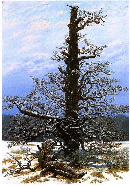 Oak Tree in the Snow